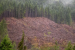 EU Delays Deforestation Regulation for Indian Growers