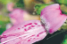Dicliptera srisailamica: New Flower Species Discovered