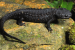 Tylototriton koliaensis: Discovery of New Crocodile Newt Species
