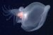 Bathydevius Caudactylus: New Species of Bioluminescent Sea Slug Discovered