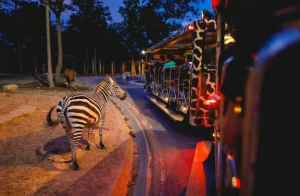 Lucknow’s First Night Safari Project Unveiled