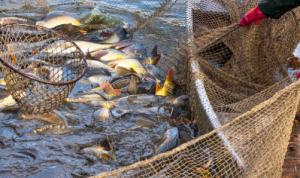 Advancements in India’s Fisheries Sector