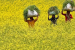 India’s Oilseed Production and GMO Adoption