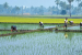 Center Launches National Mission on Natural Farming