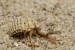Palpares contrarius: New Antlion Species Discovered