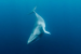 Minke Whales’ Hearing Range Revealed