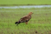 Rare Imperial Eagle Spotted in Kerala Wetlands