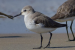 Dunlin, a Near Threatened Bird, Spotted During Kerala Bird Race