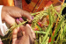 National Seed Congress Calls for Policy Revisions