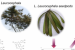 Subabul Seedpods Show Promise for Diabetes Management