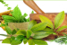 Regulatory Framework for Ayush Medicines