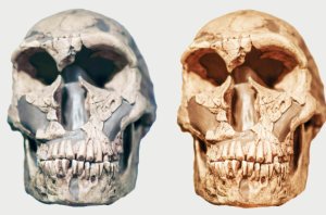 The Homo Juluensis Discovery: A New Chapter