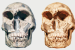 The Homo Juluensis Discovery: A New Chapter