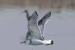 Rare Little Gull Spotted in NCR