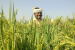 Farmer IDs: Gujarat Leads in Digital Farmer Identification