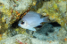 New Damselfish Species Discovered in Maldives