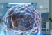 IIT Madras Unveils Detailed 3D Images of Human Foetal Brain