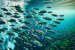 UNESCO Alerts: Rising Ocean Temperatures Threaten Marine Life