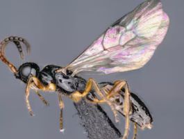 5 New Species of Rare Darwin Wasps Discovered
