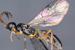 5 New Species of Rare Darwin Wasps Discovered