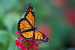 Monarch Butterfly may be classified as a Threatened Species