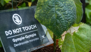 What is Gympie-Gympie, the World’s Most Toxic Plant?