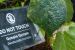What is Gympie-Gympie, the World’s Most Toxic Plant?