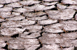 Global Salinity Crisis Threatens Food Security