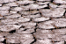 Global Salinity Crisis Threatens Food Security