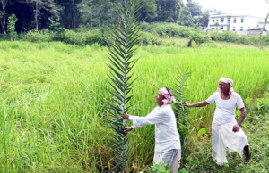 RBI Raises Collateral-Free Loan Limit for Farmers to ₹2 lakh