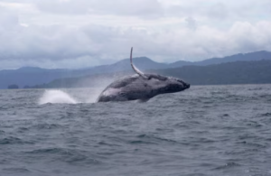 Record-Breaking Humpback Whale Migration