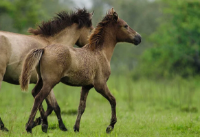Urgent Action Needed for Assam’s Feral Horses