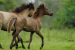 Urgent Action Needed for Assam’s Feral Horses