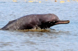 India Tags First-Ever Ganges River Dolphin in Assam