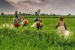 National Farmers’ Day Observed on December 23