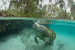 20% Marine Species Face Endangered due to Warming Waters: UNESCO Report