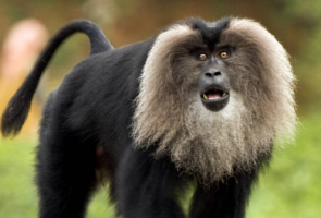 Human-Wildlife Interactions Threaten Macaques