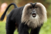 Human-Wildlife Interactions Threaten Macaques
