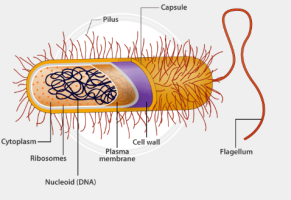 What is Archaea?