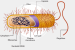 What is Archaea?
