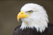 Bald Eagle Officially Recognised as America’s National Bird