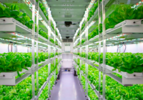 What is Hydroponic Farming?
