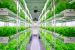 What is Hydroponic Farming?
