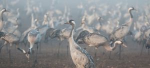 Avian Flu Impact on Cranes