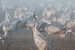 Avian Flu Impact on Cranes