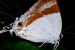 Banded Royal Butterfly Discovered in Tripura
