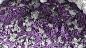 Bennu Asteroid Samples Provide Evidence of Life’s Origins