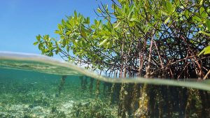 Blue Carbon Ecosystems