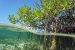 Blue Carbon Ecosystems