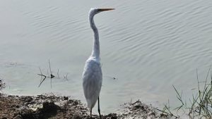 Chilika Lake Bird Census 2025